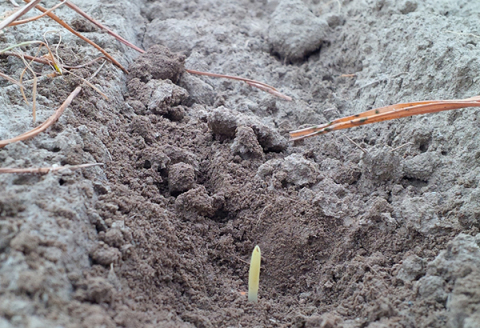 Il mantenimento di uno strato di residuo colturale che in alcuni casi può raggiungere i 10-15 cm permette di contenere la perdita di umidità subito dopo la semina, a vantaggio della velocità di germinazione ed emergenza.