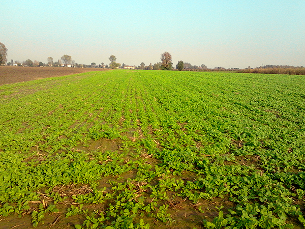 L'impiego di colture di copertura opportunamente scelte ed intercalate alle colture da reddito si possano ricavare dei benefici significativi sul piano agronomico