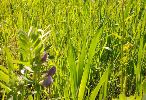 Impiego di diverse essenze (graminacee, brassicacee, leguminose, crucifere, fabacee) nella copertura del terreno