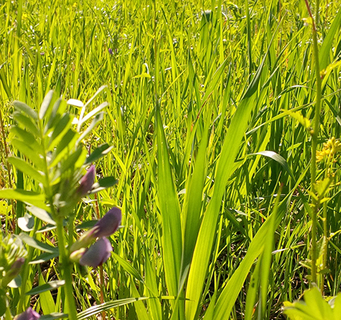 Impiego di diverse essenze (graminacee, brassicacee, leguminose, crucifere, fabacee) nella copertura del terreno